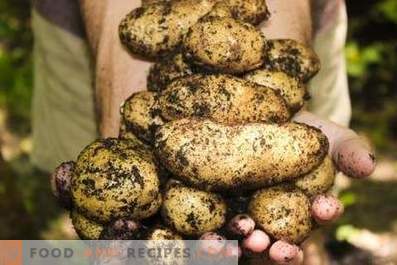 Aardappelen: de voordelen en schade aan het lichaam