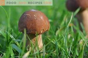 Porcini-paddenstoelen invriezen