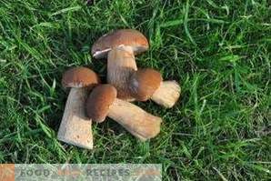 Quando escolher cogumelos brancos