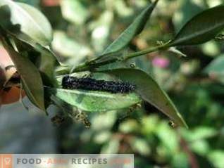 Lepidocide is een effectief medicijn tegen bladetende plagen