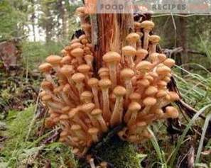Gemarineerde champignons voor de winter