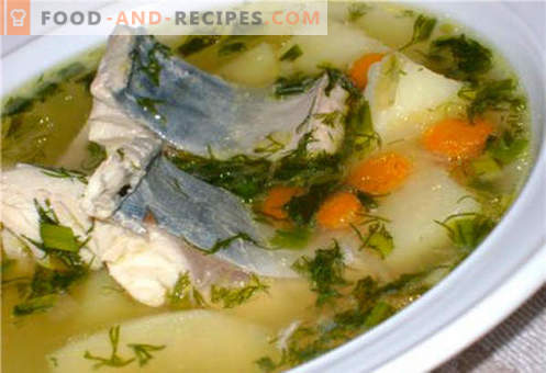 Makreel soep - de beste recepten. Hoe goed en smakelijk soep en makreel koken.